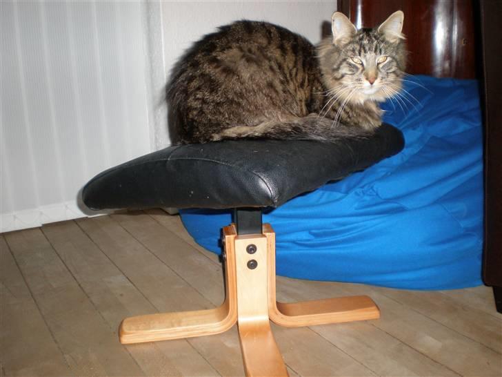 Blanding af racer Mis Mis billede 12