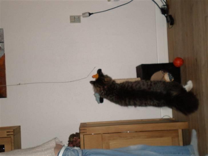 Blanding af racer Mis Mis billede 13