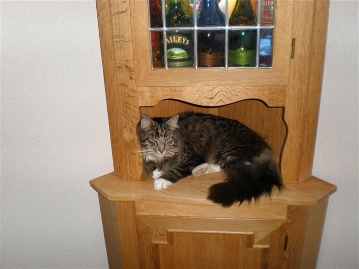 Blanding af racer Mis Mis billede 14