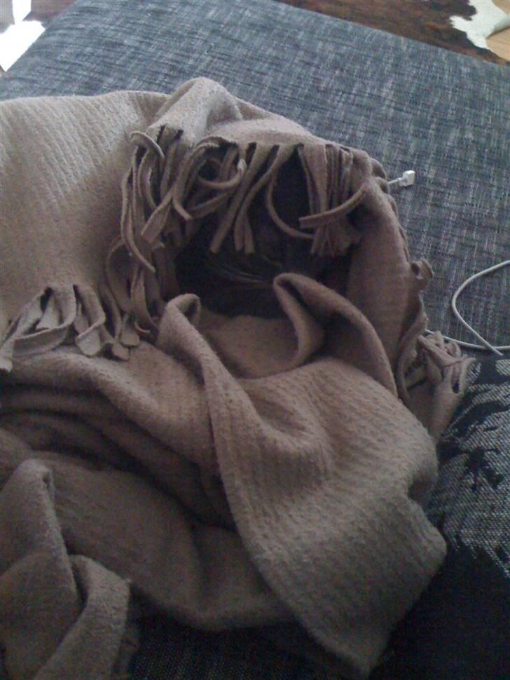 Maine Coon Alfred - Alfred elsker at gemme sig under tæpper :) og ligge og sove der... billede 19