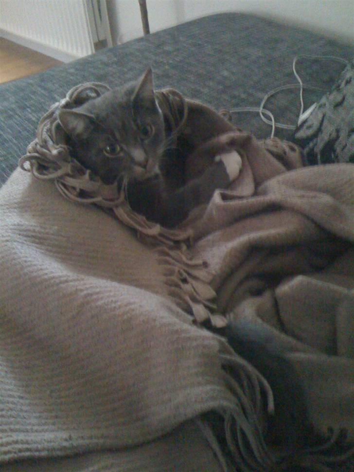 Maine Coon Alfred - Kuk kuk ! billede 20