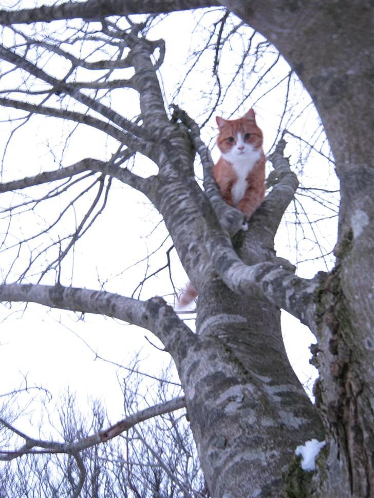 Huskat Oliver billede 8