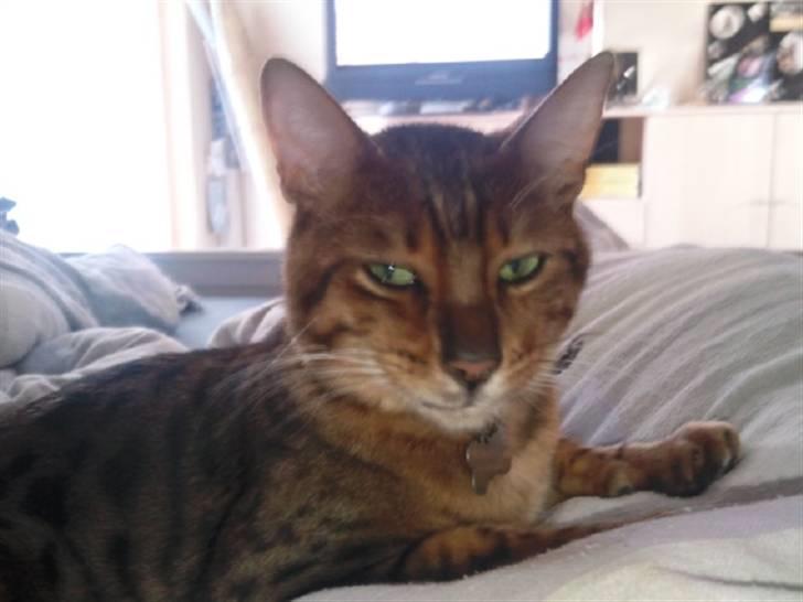 Bengal Barranco (Bailey) - velkommen til min profil.. billede 1