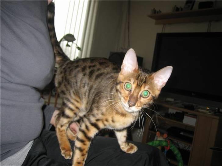 Bengal Barranco (Bailey) - halløj d´er billede 2