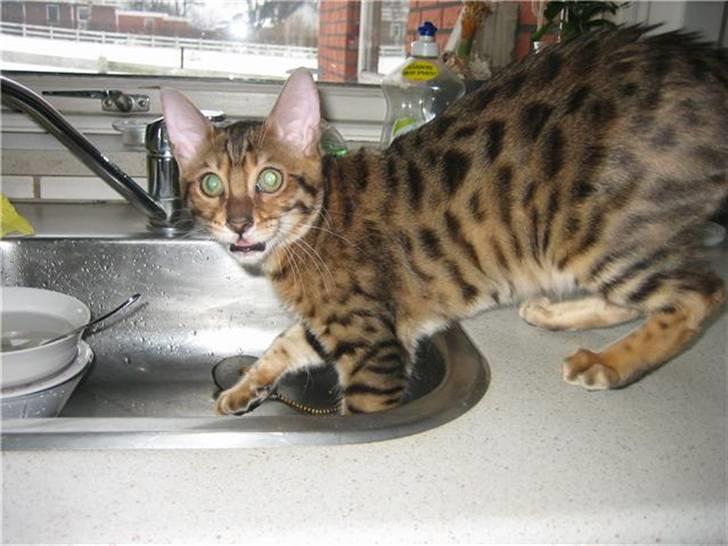 Bengal Barranco (Bailey) - lidt tørstig er man vel altid...;-) billede 3