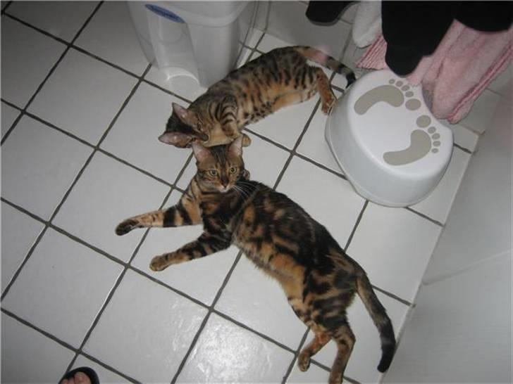 Bengal Barranco (Bailey) - mig og min far..:-) billede 4