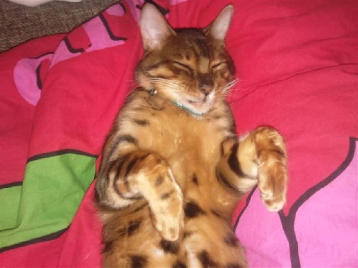 Bengal Barranco (Bailey) - slapper max af..:-) billede 5