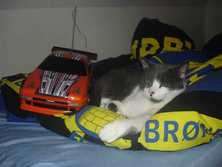 Blanding af racer "Albot" - Velkommen til "albot"s profil! :-) billede 1