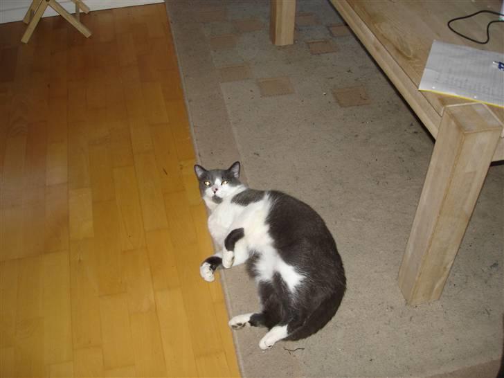 Blanding af racer "Albot" billede 2