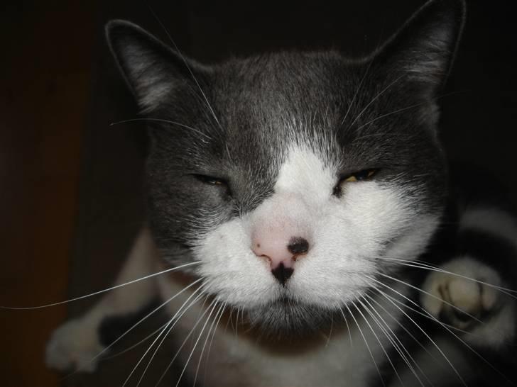 Blanding af racer "Albot" billede 3