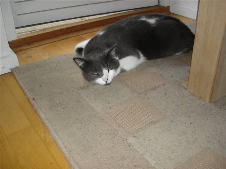 Blanding af racer "Albot" billede 4