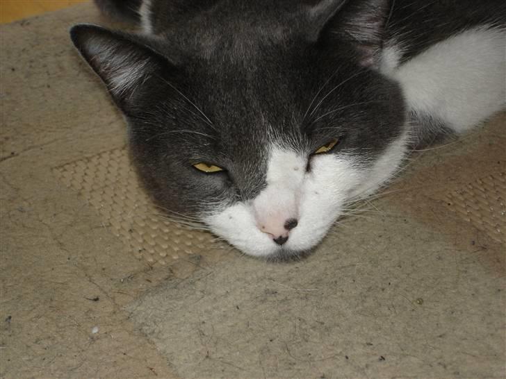 Blanding af racer "Albot" billede 5