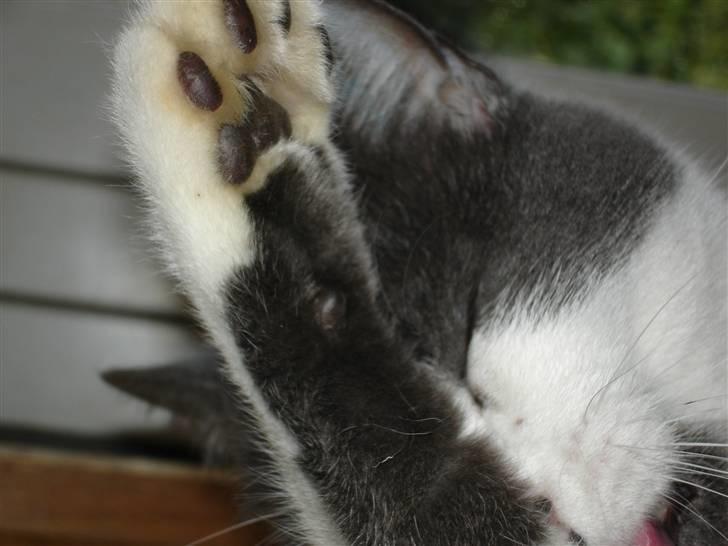 Blanding af racer "Albot" billede 6