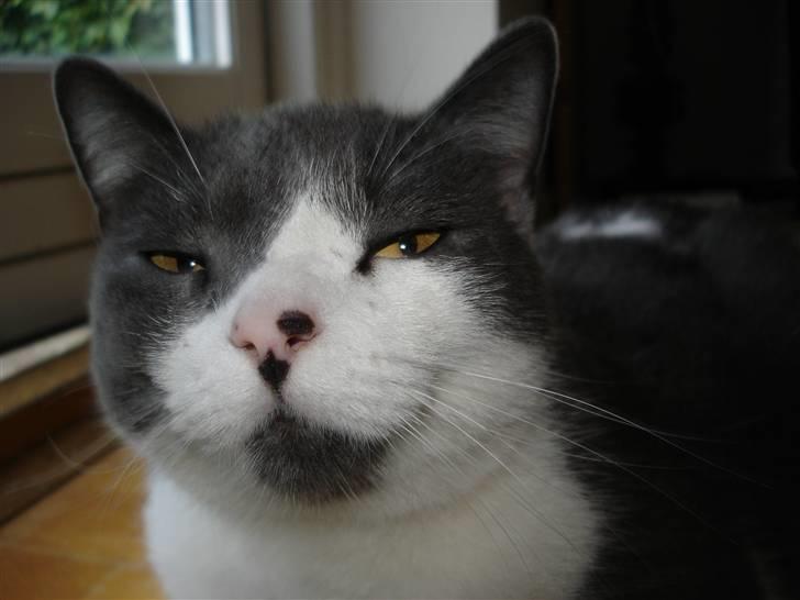 Blanding af racer "Albot" billede 7