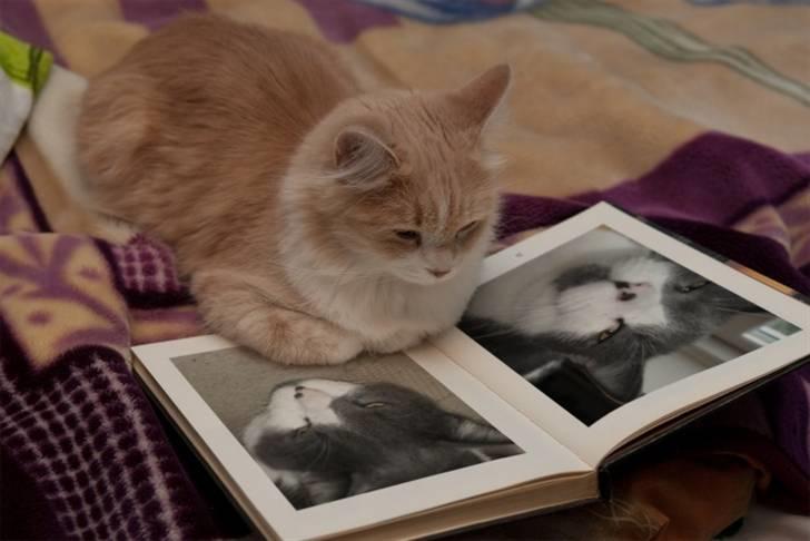 Blanding af racer "Albot" billede 8