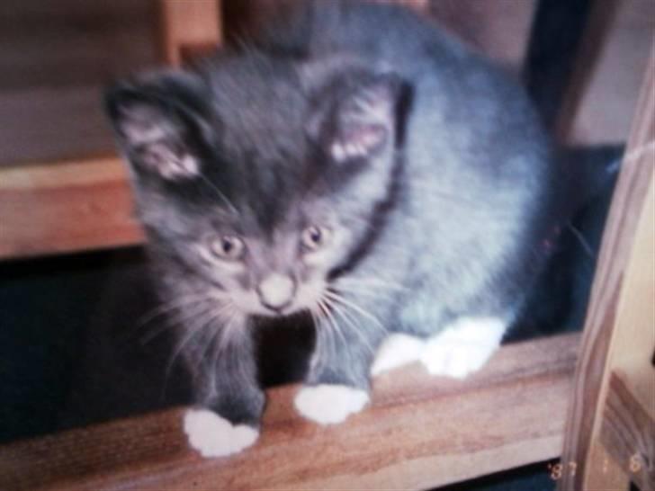 Blanding af racer Misser billede 9