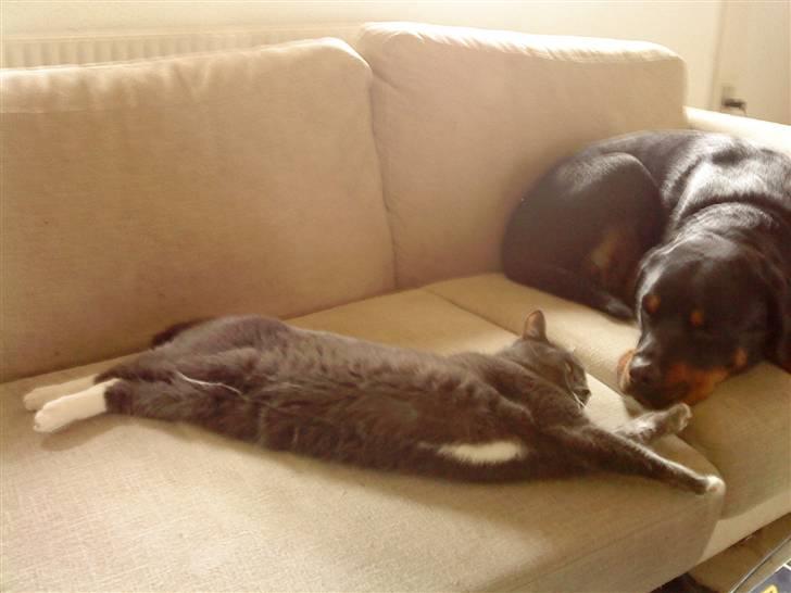 Blanding af racer Misser billede 10