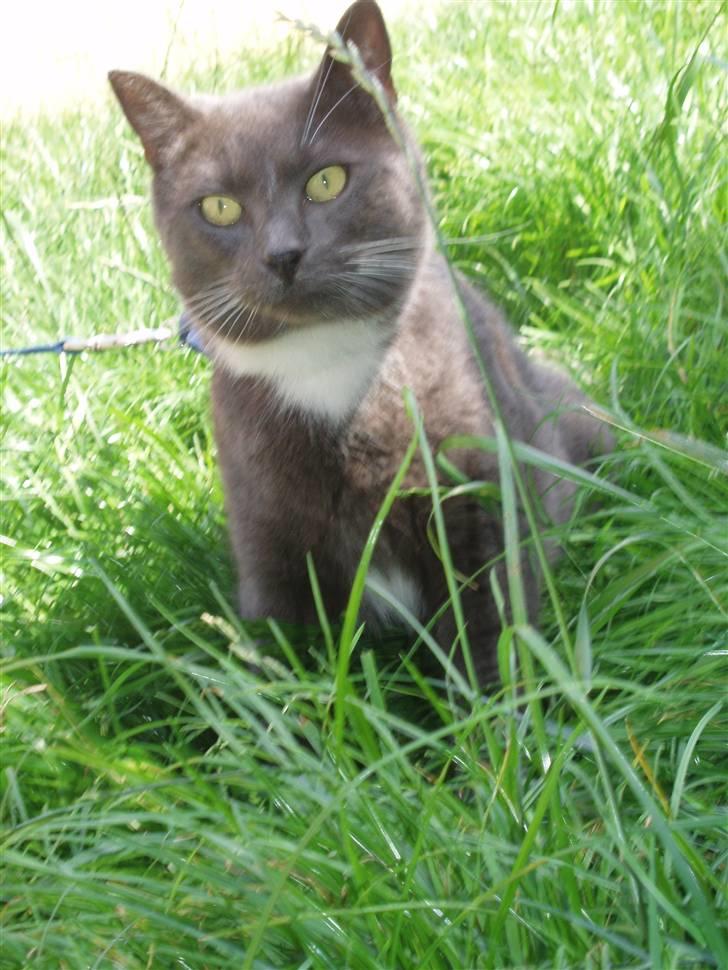 Blanding af racer Misser billede 12