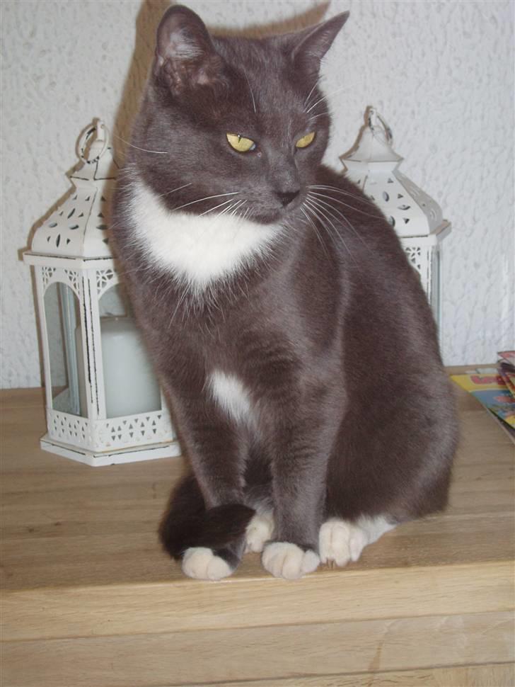 Blanding af racer Misser billede 13