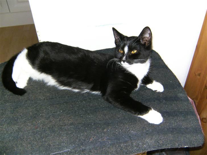 Huskat Perle billede 11