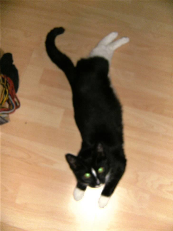 Huskat Perle billede 12