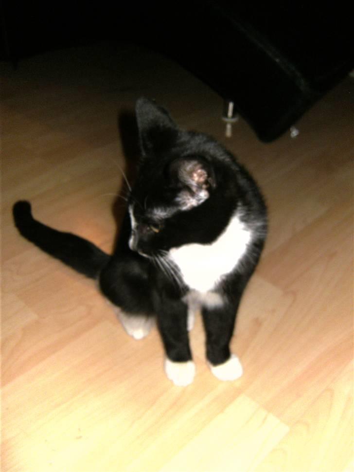 Huskat Perle billede 13