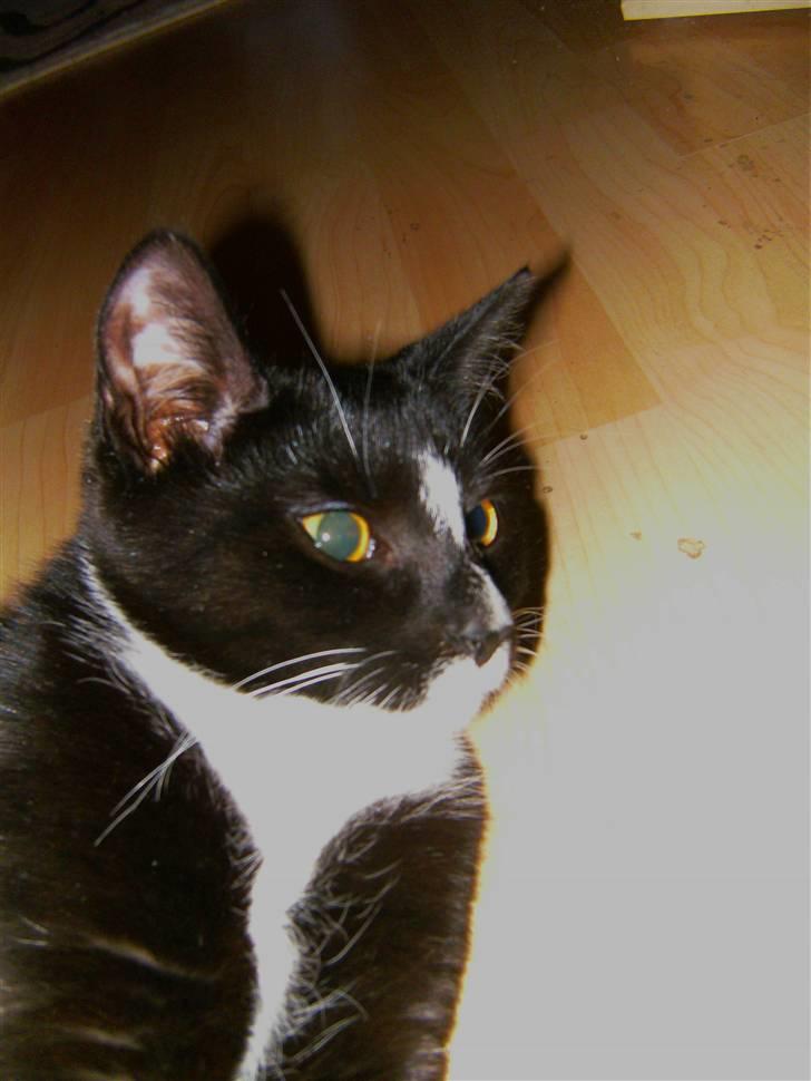 Huskat Perle billede 14