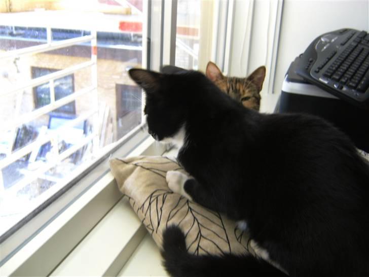 Huskat Perle - det er så ganske spændende med håndværkere der smider ting ned forbi vinduet... :o) billede 15