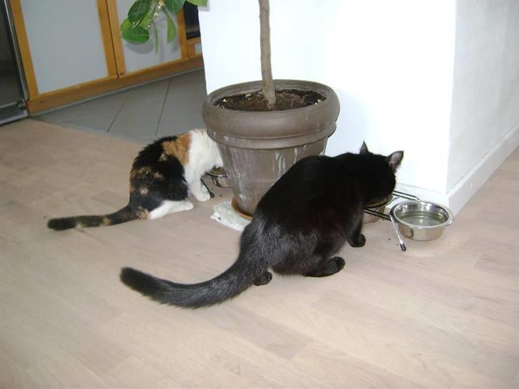 Blanding af racer Marly billede 8