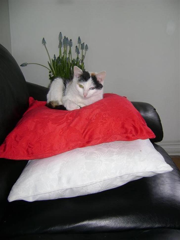 Blanding af racer Marly billede 9