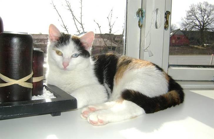 Blanding af racer Marly billede 10