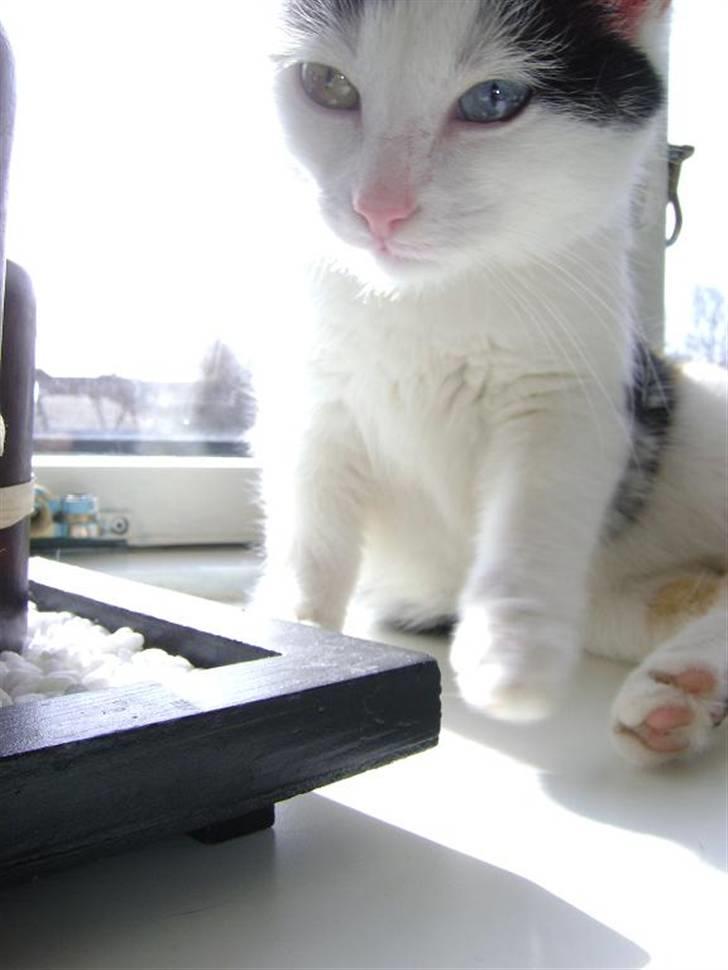 Blanding af racer Marly billede 11