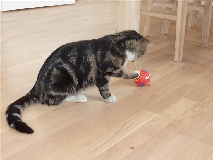 Blanding af racer Oscar billede 18