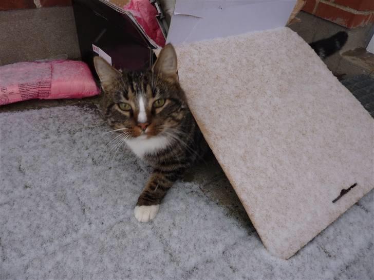 Blanding af racer Oscar billede 19