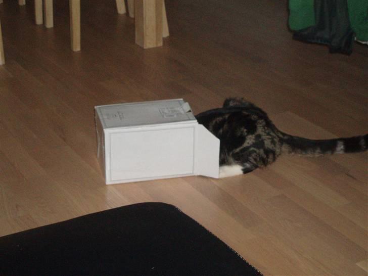 Blanding af racer Oscar billede 20