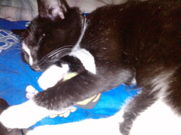 Huskat Charlie R.I.P - her ligger charlie og sover så sødt billede 1