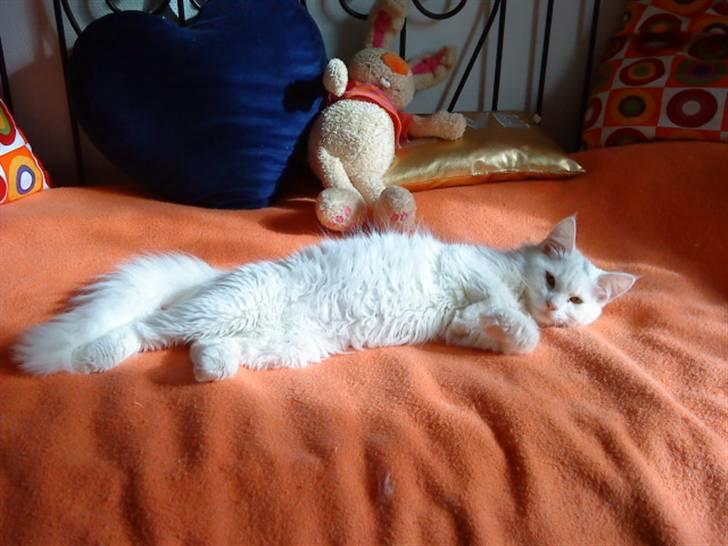 Blanding af racer Scare billede 17