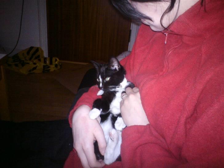 Huskat Charlie R.I.P - hun elsked at ligge på ryggen i mine arme billede 3