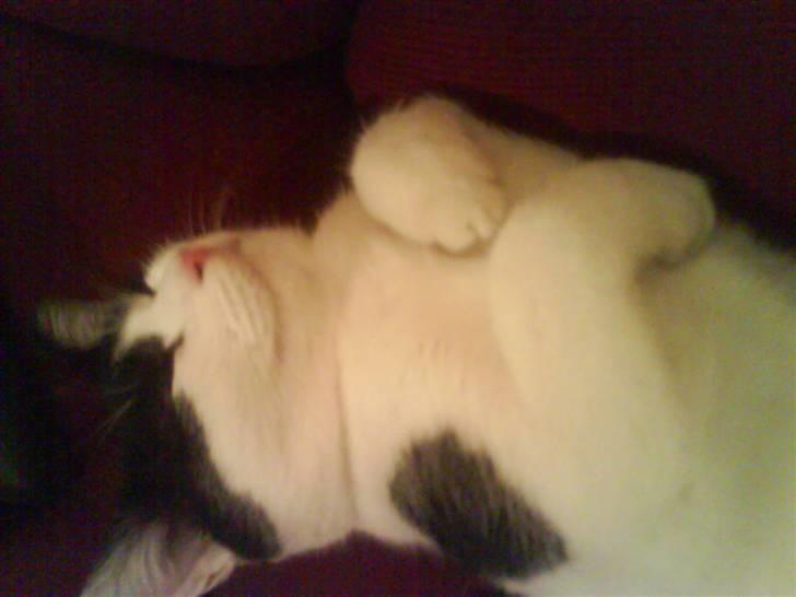 Huskat Nelly billede 2