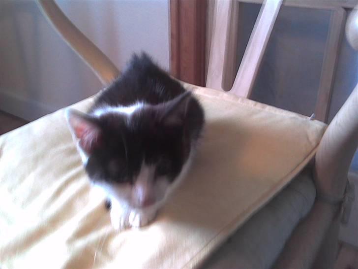 Huskat Nelly - Lige efter vi havde fået hende. (; billede 3