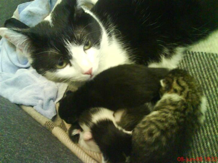 Huskat Nelly - Nelly med killingerne. de er blevet store nu. billede 4