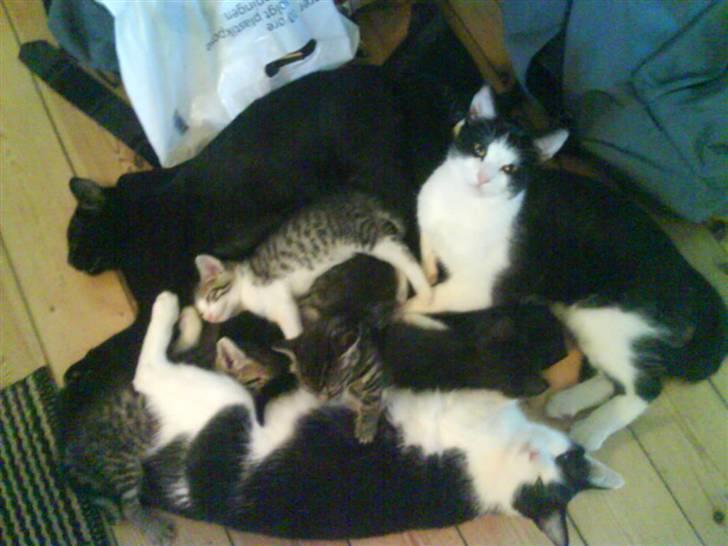 Huskat Nelly - Hygge med familien<3 billede 5