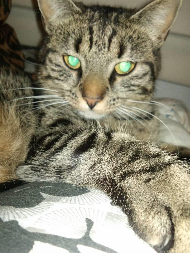 Huskat Trunte billede 1