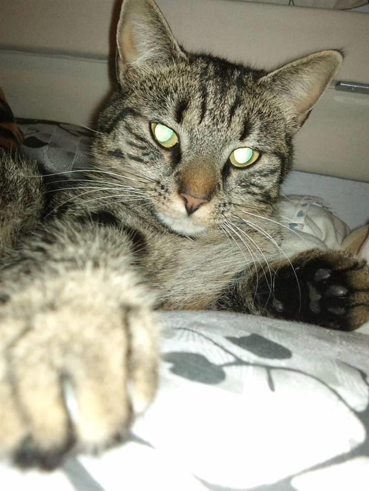 Huskat Trunte billede 2