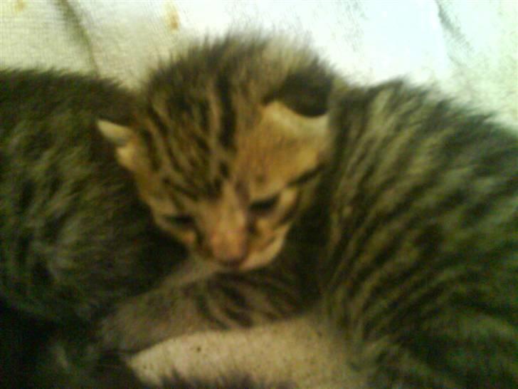 Huskat Trunte - Trunte da hun var Lille. billede 3