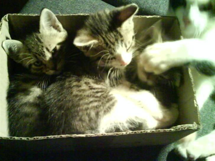 Huskat Trunte - Trunte og hendes to søskende som vi ikke har mere, og Nogin ved siden af. de har før ligget 4 katte i den lille kasse!  billede 4