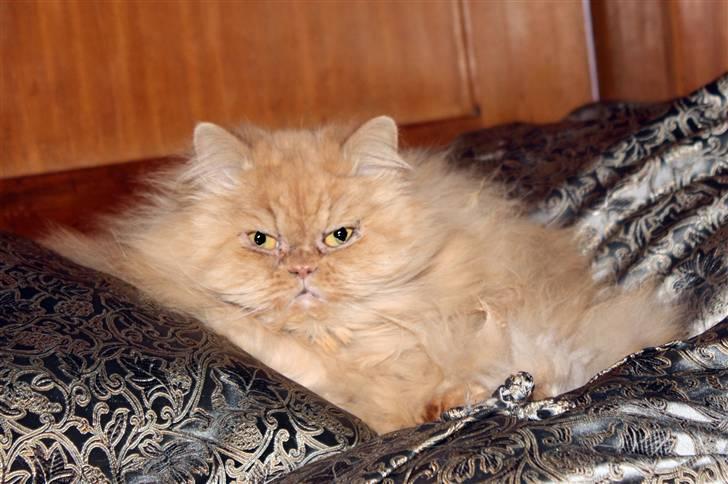 Perser Rosa *10.06.2000 - 30.06.2014* - Prinsessen slanger sig i det pureste silke :o) billede 13