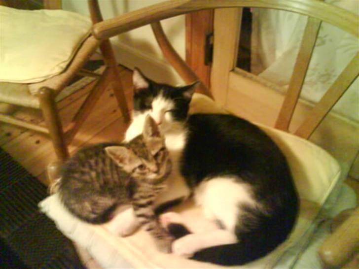 Huskat Trunte - Trunte og Nogin. Dengang de ikke var uvenner. billede 5