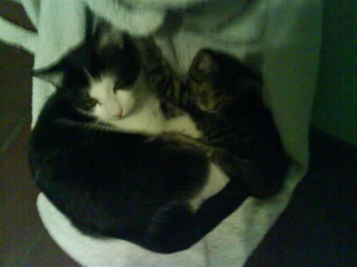 Huskat Trunte - Trunte og Nogin, da de var gode venner. billede 6