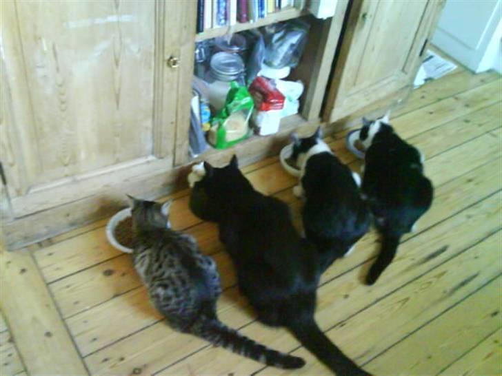 Huskat Trunte - så guffes der tørfoder. billede 7